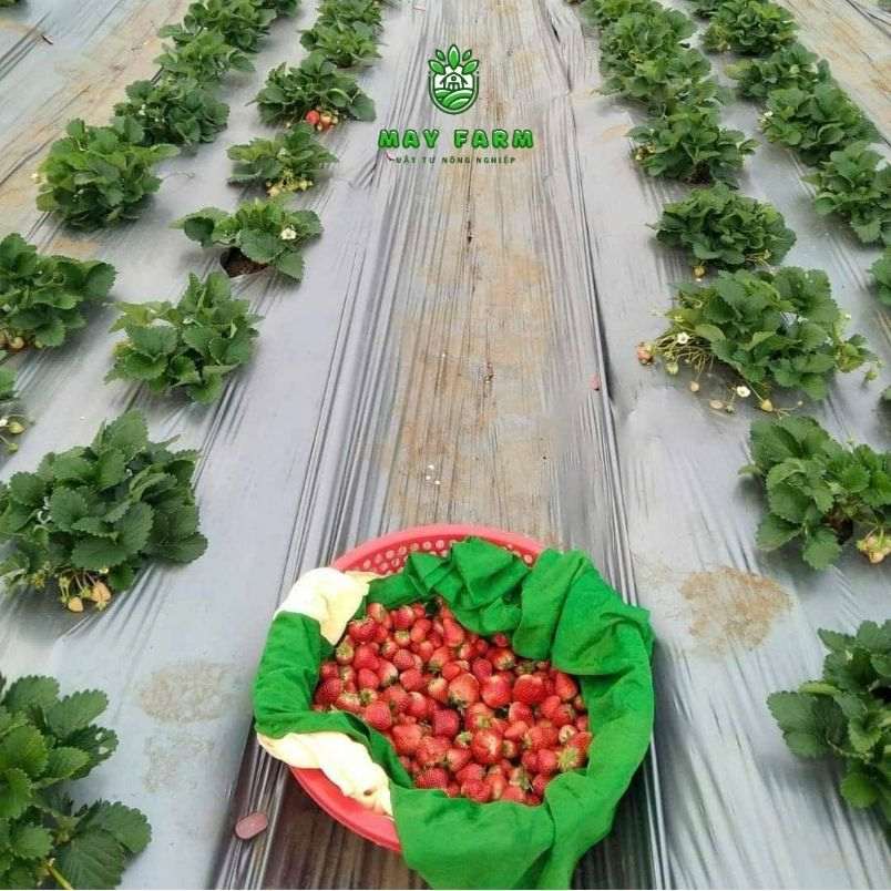 Màng phủ nông nghiệp 16mic 20mic 25mic đủ loại - Ảnh 3