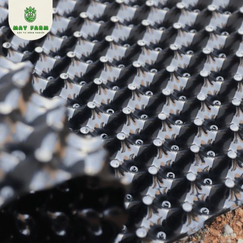 Bầu ươm cây cảnh chất lượng, đủ loại May Farm - Ảnh 6