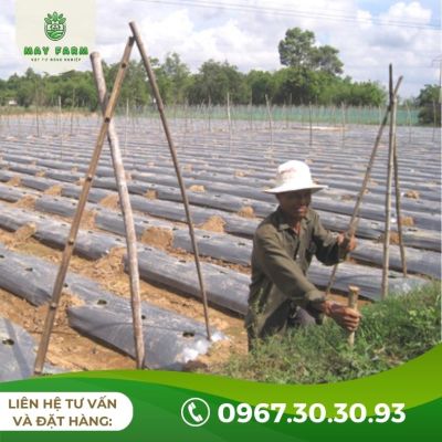 Màng phủ nông nghiệp 16 Mic - Ảnh 8