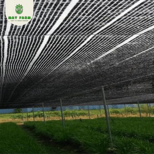 Lưới che nắng dệt phẳng Thái Lan 50% giá tốt May Farm - Ảnh 7