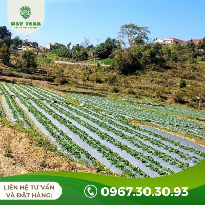 Màng phủ nông nghiệp đục lỗ sẵn  - Ảnh 5