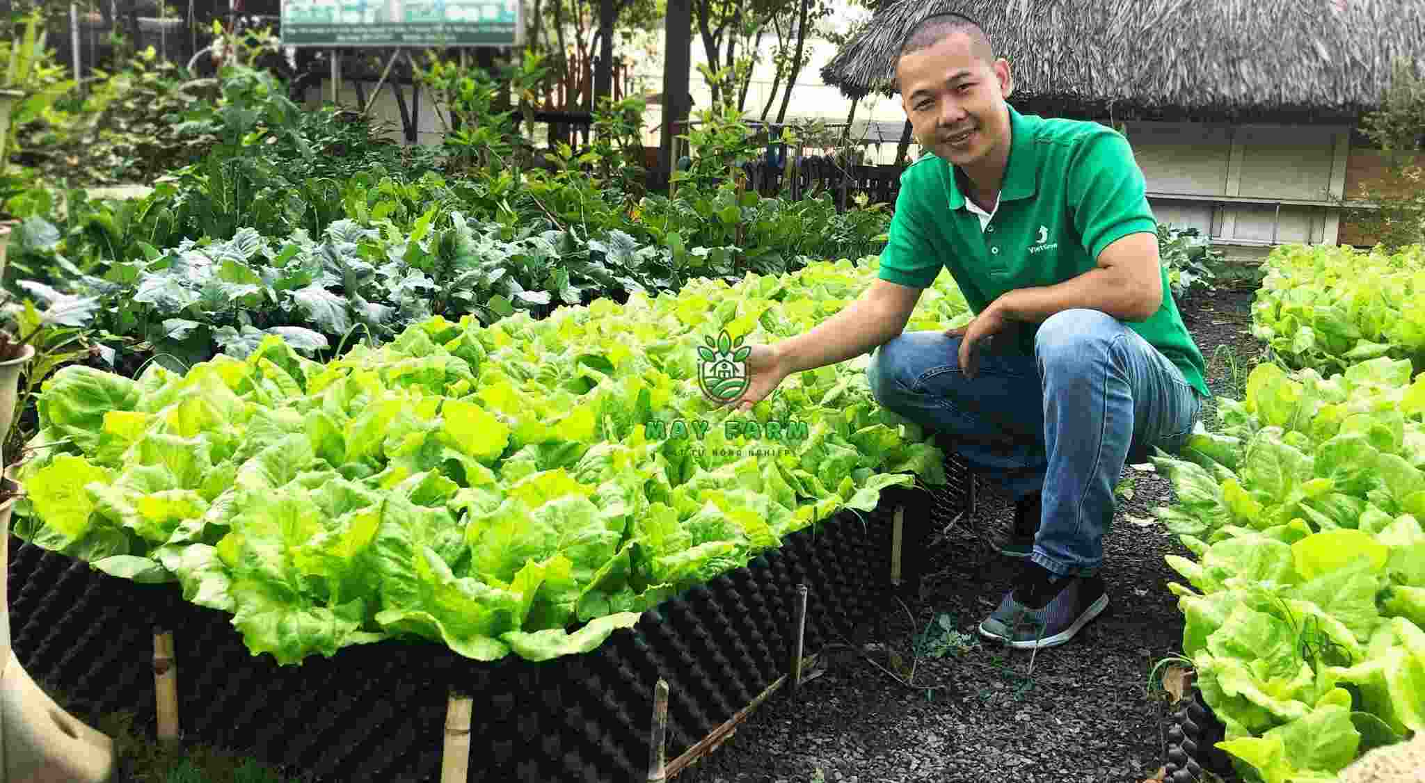 Ứng dụng của bầu ươm - Ươm rau