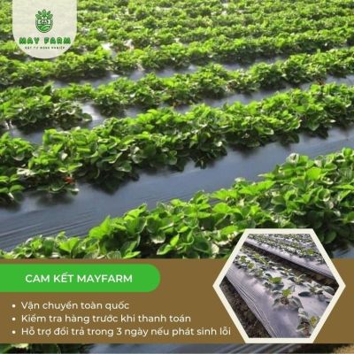 Màng phủ nông nghiệp đục lỗ sẵn  - Ảnh 4
