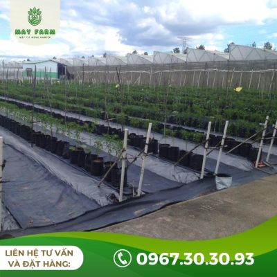 Màng phủ nông nghiệp 20 Mic - Ảnh 10