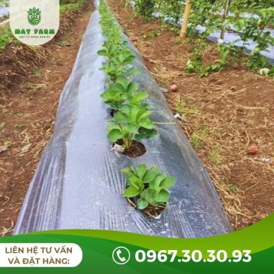 Màng phủ nông nghiệp 25 Mic - Ảnh 7
