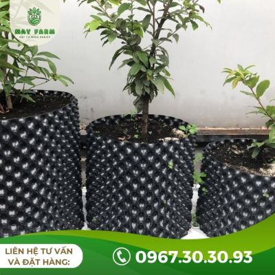 Bầu Ươm V6 Bán Lẻ Từ 1m Giá Tốt, Nhiều Kích Thước - Ảnh 3