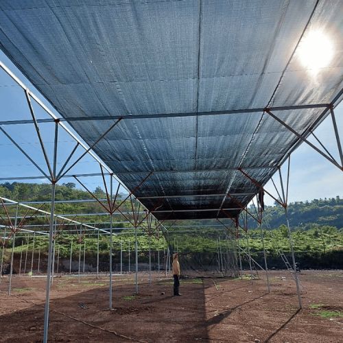 Lưới che nắng 50% ứng dụng hữu ích cho nông nghiệp - Ảnh 5