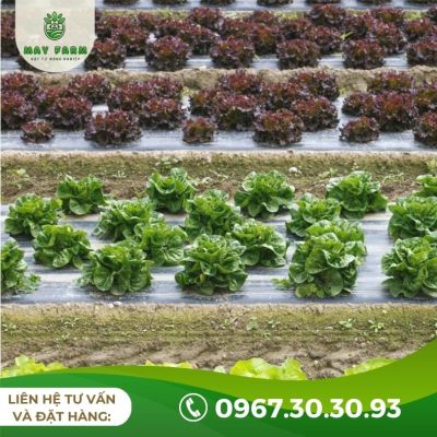 Màng phủ nông nghiệp 25 Mic - Ảnh 6