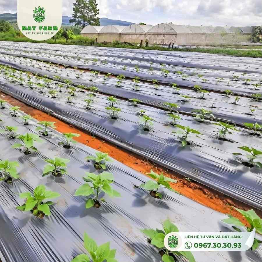 Màng phủ nông nghiệp khổ lớn - Ảnh 7