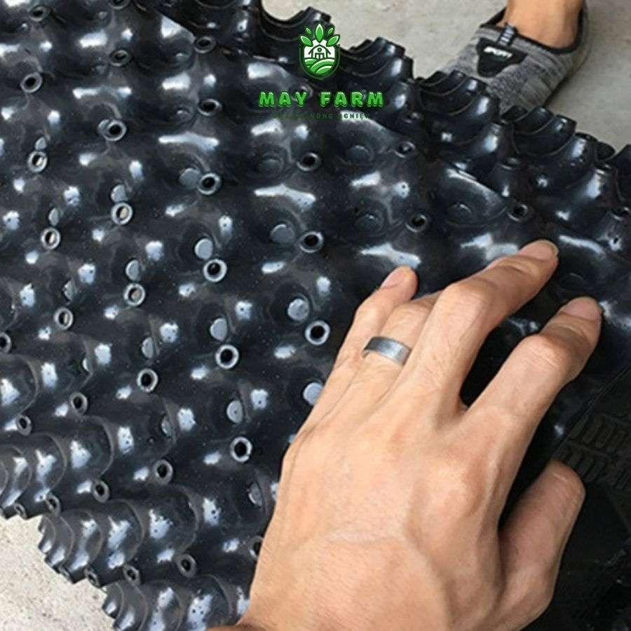 Bầu Ươm Cây Con - Ảnh 5