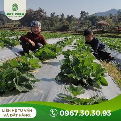 Màng phủ nông nghiệp đục lỗ sẵn  - Ảnh 6