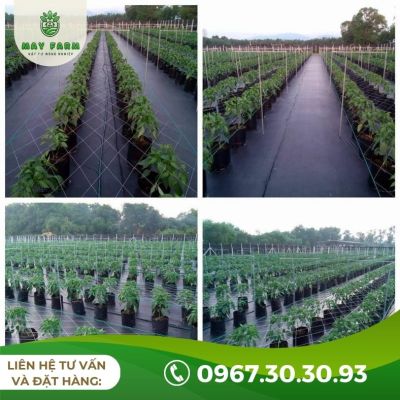 Bạt phủ chống cỏ 80g lẻ từ 1m nhiều kích thước, độ bền cao - Ảnh 3