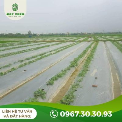 Màng phủ nông nghiệp 20 Mic - Ảnh 8