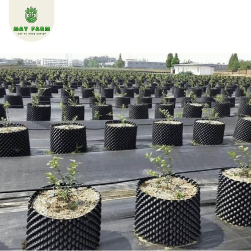 Bầu ươm v6 30cm giá tốt, chất lượng tại May Farm - Ảnh 3