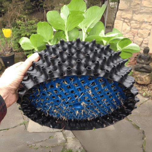 Bầu ươm V6 20cm giá tốt tại May Farm - Ảnh 4