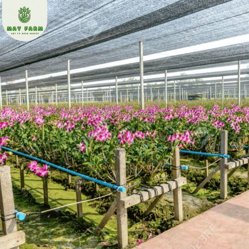Lưới Dệt Kim Đài Loan Khổ 2m - Nhập Khẩu, Giá Tốt - Ảnh 7