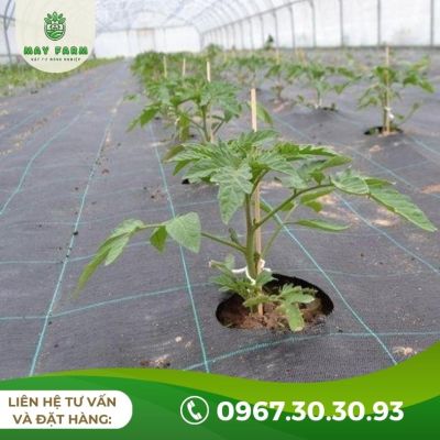 Bạt phủ chống cỏ 80g hàng nhập Đài Loan - Ảnh 3