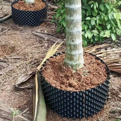 Bầu Ươm V7 Bán Lẻ Từ 1m Giá Tốt, Nhiều Kích Thước - Ảnh 2