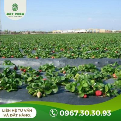 Màng phủ nông nghiệp 20 Mic - Ảnh 9