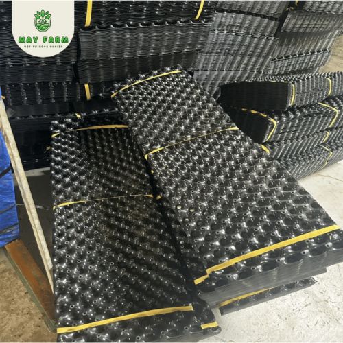 Bầu ươm V6 20cm giá tốt tại May Farm - Ảnh 7