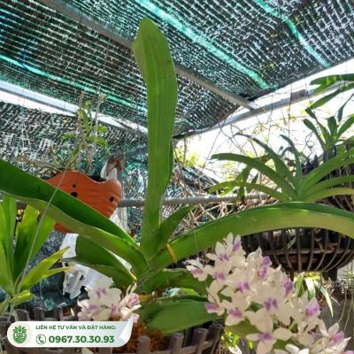 Lưới Che Nắng Dệt Phẳng Thái Lan 50% Nhiều Kích thước, Giá Tốt - Ảnh 2