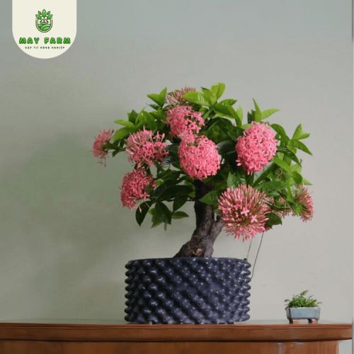 Bầu ươm V6 20cm giá tốt tại May Farm - Ảnh 6