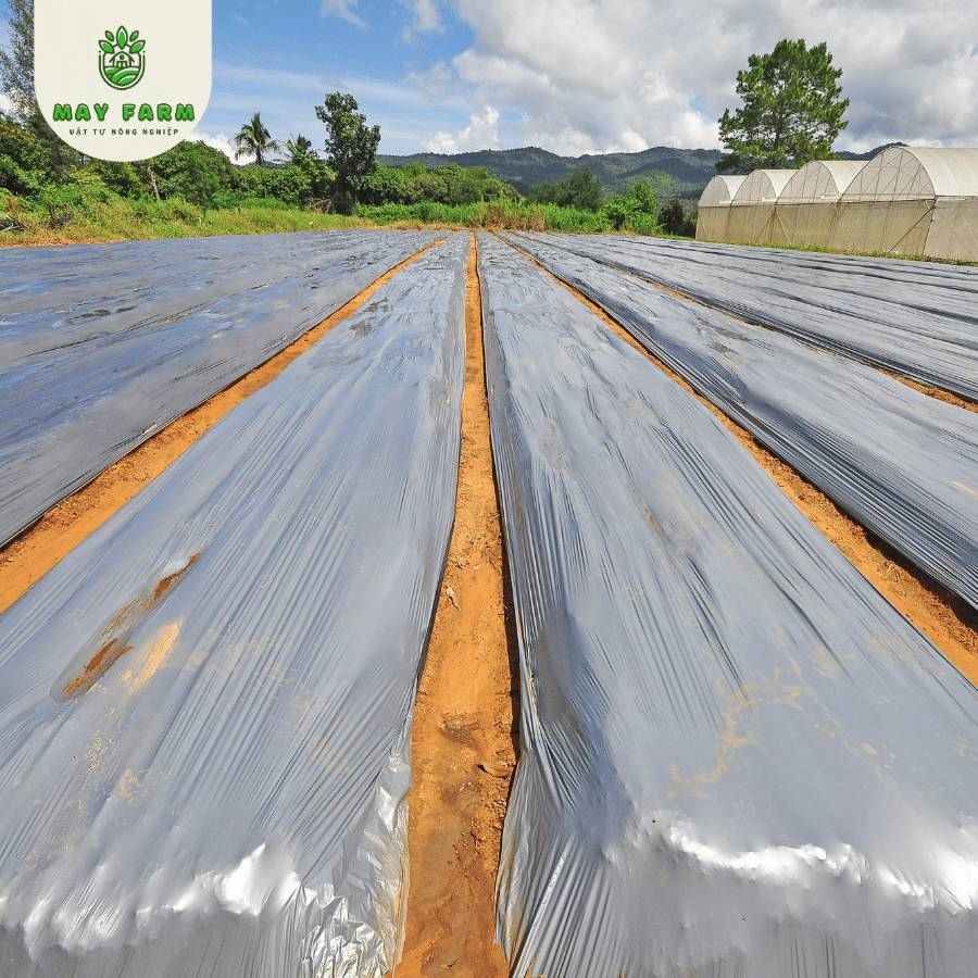 Màng phủ nông nghiệp chống cỏ  - Ảnh 9