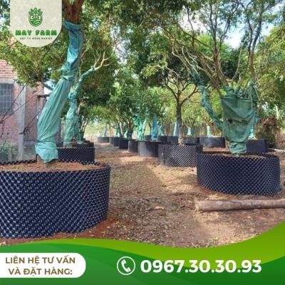 Bầu Ươm V6 Bán Lẻ Từ 1m Giá Tốt, Nhiều Kích Thước - Ảnh 5