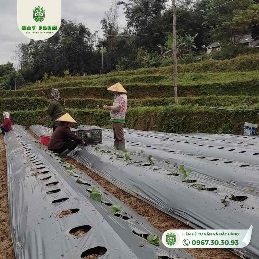 Màng phủ nông nghiệp khổ lớn - Ảnh 6