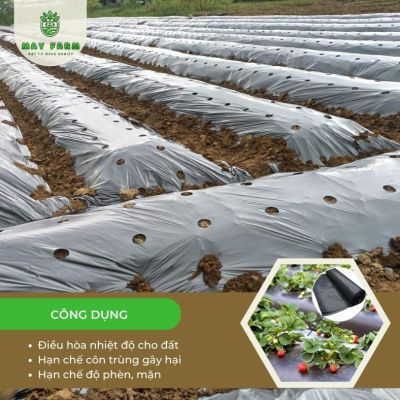 Màng phủ nông nghiệp 16 Mic - Ảnh 6