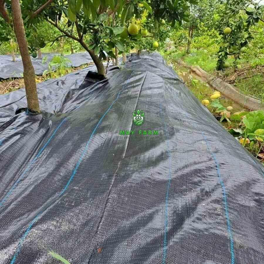Đặc điểm nổi bật của bạt phủ chống cỏ 