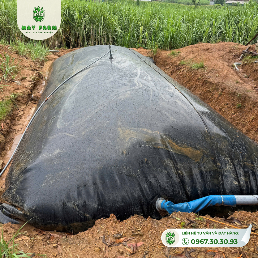 Túi Biogas HDPE được lắp tại mặt bằng thực tế